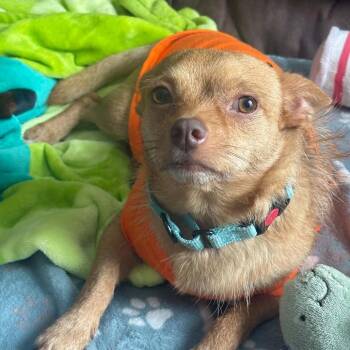 Troy -  Mixed Breed Dog for Adoption in Springboro, Ohio - Troy | PetCurious