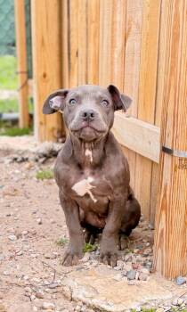 Mixed Breed Dogs Available for Adoption in Muskegon, Michigan - Lark | PetCurious