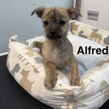 Chihuahua and Shih Tzu Dogs Available for Adoption - Alfred | PetCurious