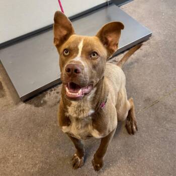 Mixed Breed Dogs Available for Adoption in Las Cruces, New Mexico - Scooby | PetCurious