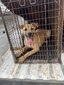 Nix -  Labrador Retriever and Black Mouth Cur Dog for Adoption in Dripping Springs, Texas - Nix | PetCurious