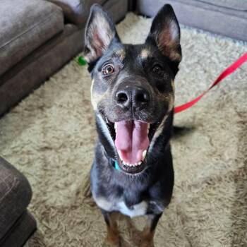 Rocky Road -  German Shepherd Dog and Labrador Retriever Dog for Adoption in Corpus Christi, Texas - Rocky Road | PetCurious