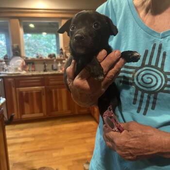 Ace2 -  Chihuahua and Feist Dog for Adoption in Hohenwald, Tennessee - Ace2 | PetCurious