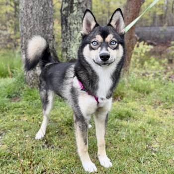 Husky and Pomeranian Dogs Available for Adoption in East Hampton, New York - Dexter | PetCurious