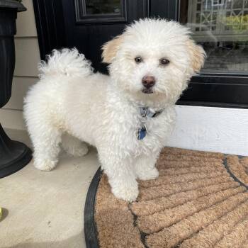 Bichon Frise Dogs Available for Adoption in Union Grove, Wisconsin - Jett | PetCurious