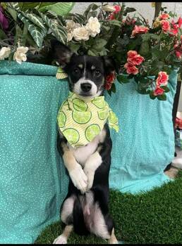 Rescue Chihuahua Dogs for Adoption in Visalia, California - Jessica Rabbit | PetCurious