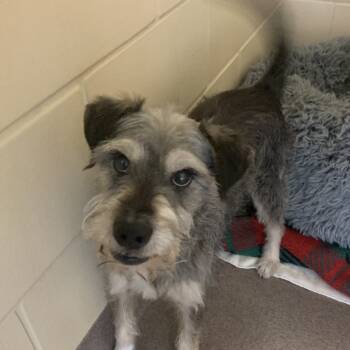 Rescue Schnauzer Dogs for Adoption in Pacific Grove, California - Professor Wigglebottom | PetCurious