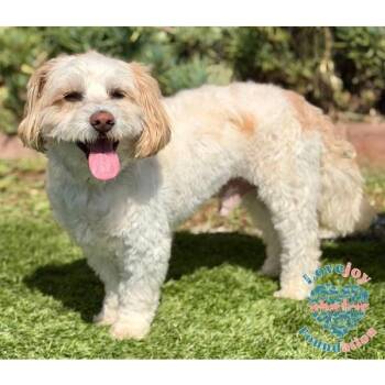 Nino -  Shih Poo Dog for Adoption in Inglewood, California - Nino | PetCurious