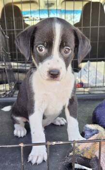 Jack Russell Terrier Dogs Available for Adoption - Moonshine | PetCurious