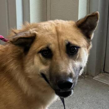 Bella -  Mixed Breed Dog for Adoption in Las Cruces, New Mexico - Bella | PetCurious