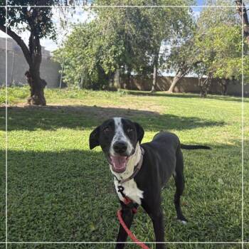 Casper -  German Shorthaired Pointer Dog for Adoption in Chandler, Arizona - Casper | PetCurious