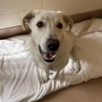 Skittles -  Great Pyrenees and Mixed Breed Dog for Adoption in Reno, Nevada - Skittles | PetCurious