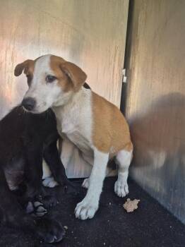 BASIL -  Labrador Retriever Dog for Adoption in San Antonio, Texas - BASIL | PetCurious