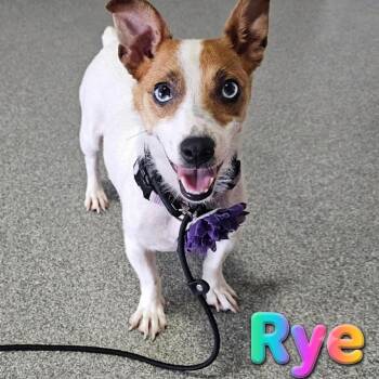 Rye -  Jack Russell Terrier Dog for Adoption in Plainfield, Illinois - Rye | PetCurious