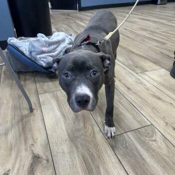 Pit Bull Terrier Dogs Available for Adoption - Cynthia | PetCurious