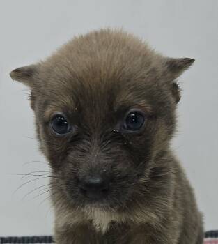 Australian Kelpie Dogs Available for Adoption in Newport, Tennessee - Gibby | PetCurious