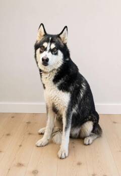 August -  Siberian Husky Dog for Adoption in Georgetown, Ohio - August | PetCurious