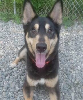 LEROY -  Husky and Mixed Breed Dog for Adoption in Anchorage, Alaska - LEROY | PetCurious