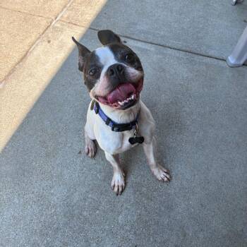 Duke -  Boston Terrier and Mixed Breed Dog for Adoption in Dixon, Illinois - Duke | PetCurious