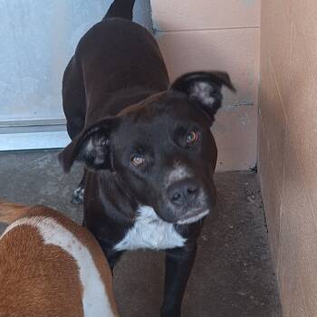 Rescue Labrador Retriever and Cattle Dog Dogs for Adoption in Gautier, Mississippi - Randy | PetCurious