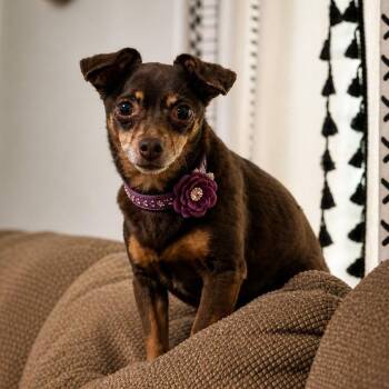 Pumpkin -  Chihuahua Dog Available for Adoption in Shinnston, West Virginia - Pumpkin | PetCurious