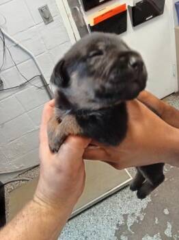Stone Cold -  Mixed Breed Dog for Adoption in Mobile, Alabama - Stone Cold | PetCurious