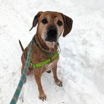 Hound Dogs Available for Adoption - Hank | PetCurious