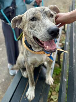 Ash -  Husky and Mixed Breed Dog for Adoption in New York, New York - Ash | PetCurious