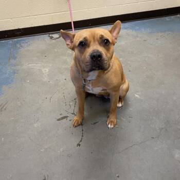 Harley -  Mixed Breed Dog for Adoption in Memphis, Tennessee - Harley | PetCurious