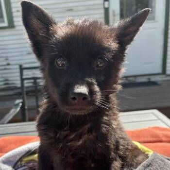 Mixed Breed Dogs Available for Adoption in Buffalo, Minnesota - Baloo | PetCurious