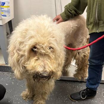 Mixed Breed Dogs Available for Adoption in Columbiana, Alabama - Marley | PetCurious