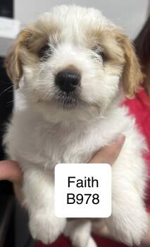 Shih Tzu and Terrier Dogs Available for Adoption in Morganton, North Carolina - Faith | PetCurious