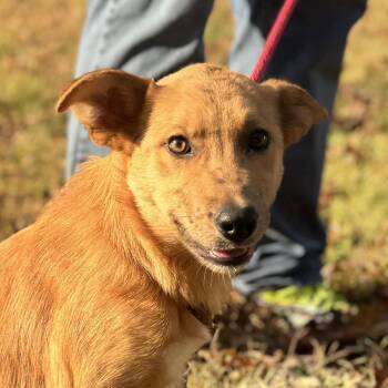Rescue Catahoula Leopard Dog and Shepherd Dogs for Adoption in Locust Fork, Alabama - Patrick | PetCurious
