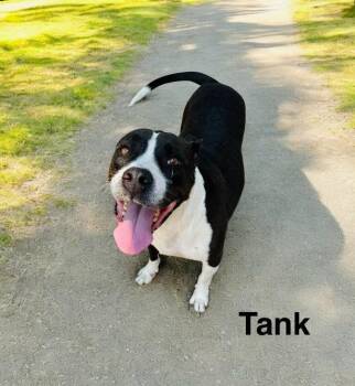 Rescue American Bulldog and Labrador Retriever Dogs for Adoption in Eloise, Florida - Tank | PetCurious