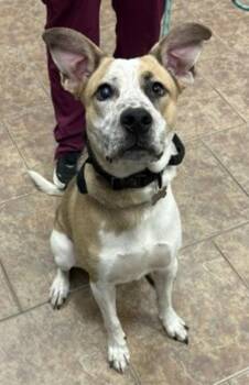 Hop -  Australian Cattle Dog Blue Heeler Dog for Adoption in Littleton, Colorado - Hop | PetCurious