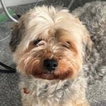 Yorkie Poo Dogs Available for Adoption - Choji | PetCurious