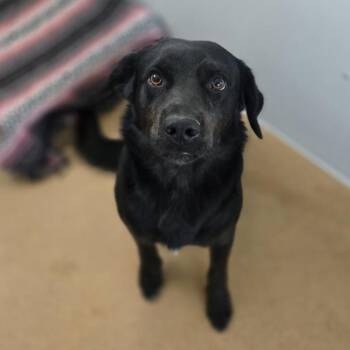 Enzo -  Labrador Retriever and Rottweiler Dog for Adoption in Oakland, California - Enzo | PetCurious