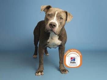 BAMBINO -  Pit Bull Terrier Dog for Adoption in Phoenix, Arizona - BAMBINO | PetCurious