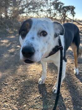 Border Collie and Mixed Breed Dogs Available for Adoption - Ruvane | PetCurious