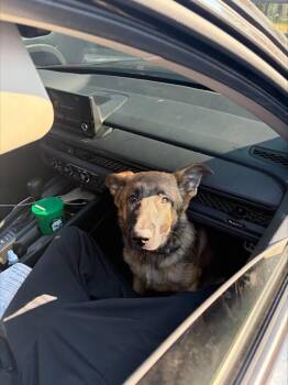 German Shepherd Dog Dogs Available for Adoption - GATOR | PetCurious