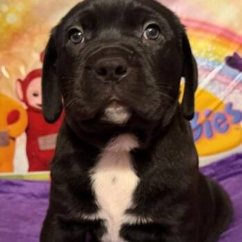 Tinky Winky -  Rottweiler and Pit Bull Terrier Dog for Adoption in Normal, Illinois - Tinky Winky | PetCurious