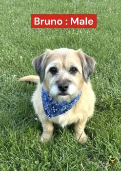 Bruno -  Sheep Dog and Terrier Dog for Adoption in Golden Valley, Arizona - Bruno | PetCurious