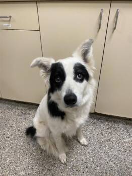 Patches -  Border Collie Dog for Adoption in Vancouver, Washington - Patches | PetCurious