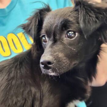 Tinker -  Papillon Dog for Adoption in Manhattan, Kansas - Tinker | PetCurious