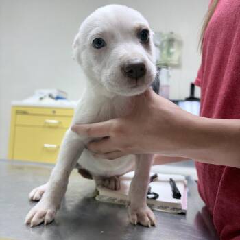 Lenny-5033 -  Cattle Dog and Mixed Breed Dog for Adoption in Tyler, Texas - Lenny-5033 | PetCurious