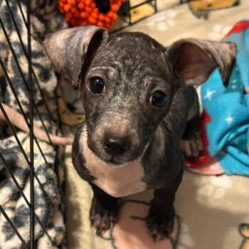 Chihuahua Dogs Available for Adoption - Sake | PetCurious