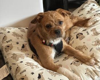 Terrier Dogs Available for Adoption in Willingboro, New Jersey - Olive | PetCurious