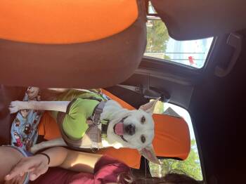 Rescue Mixed Breed and Australian Cattle Dog Blue Heeler Dogs for Adoption in Harlingen, Texas - Morty | PetCurious