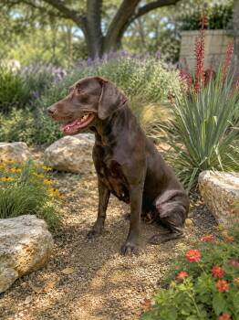 Donatella -  Labrador Retriever Dog for Adoption in Helotes, Texas - Donatella | PetCurious