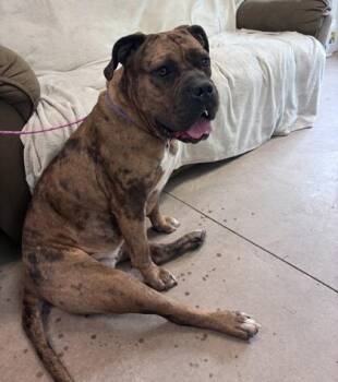 Miss Meatball -  Mastiff and Mixed Breed Dog for Adoption in Bloomsburg, Pennsylvania - Miss Meatball | PetCurious